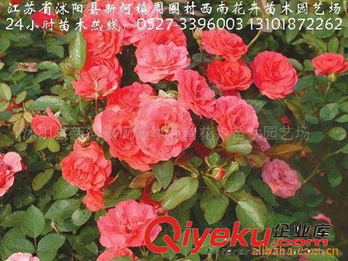 供應月季小苗原始圖片2