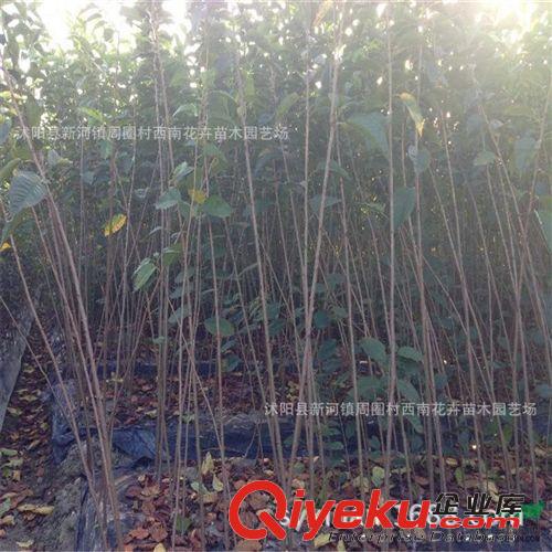 批發嫁接櫻花苗，日本晚櫻苗，晚櫻高度1米以上原始圖片2