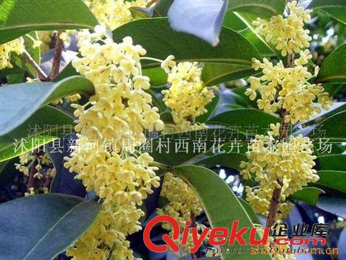 供應(yīng)桂花樹(shù)及桂花種子