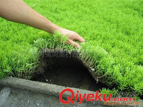 批發供應佛甲草-房頂綠化{sx}草坪苗木