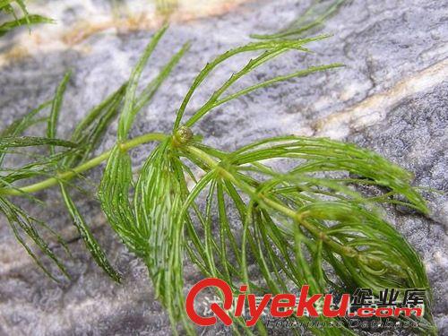 大量供應(yīng) 金魚藻 別名-細(xì)草 魚草 軟草 松藻