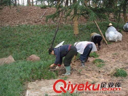 【{zd1}價供應】 麥冬草價格 小葉麥冬價格 玉龍草價格 金邊麥冬