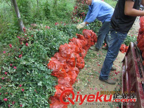 【低價銷售】紅帽月季 紅帽月季小苗 紅帽月季工程苗 基地直銷