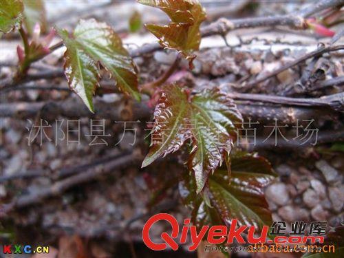 銷售 觀賞植物 爬山虎 爬山虎苗 爬山虎價(jià)格 爬山虎供應(yīng)商