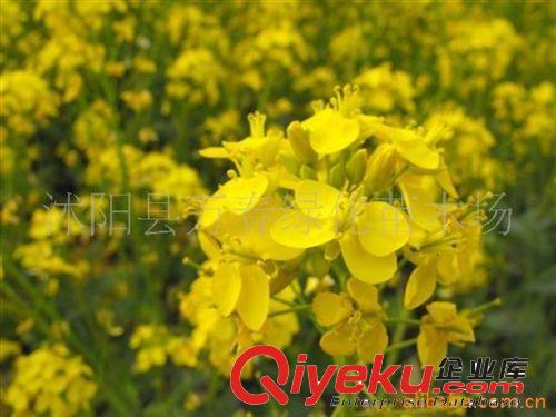 常年出售 景觀花卉種子 生物綠肥 油菜花 油菜花種子