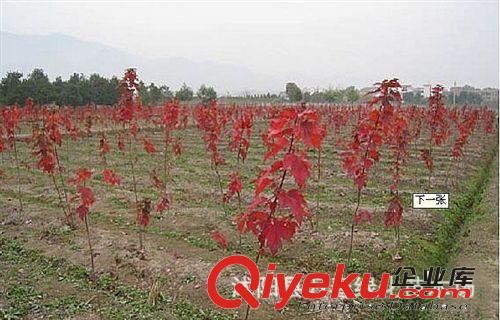 大量出售 紅楓各種規(guī)格 紅楓小苗  紅楓種子聯(lián)系電話