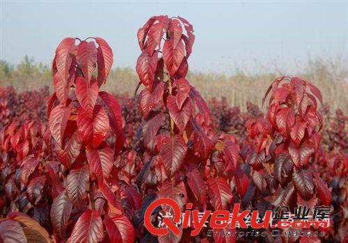 出售新品種 紅葉櫻花苗 供應(yīng)紅葉櫻花 批發(fā)規(guī)格紅葉櫻花