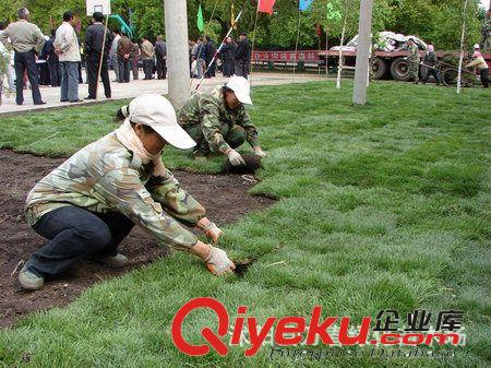 出售大量 草坪价格 草皮批发商 草坪全国供应 草皮0.7一平方