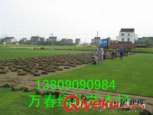 出售大量 草坪价格 草皮批发商 草坪全国供应 草皮0.7一平方