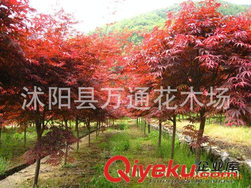 日本紅楓苗批發(fā) 園林綠化苗木  紅楓嫁接樹苗 喬木 紅楓小苗