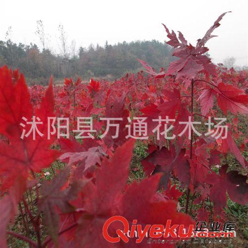 直銷美國紅楓小苗 美國改良紅楓 北美紅楓 現貨充足 園林綠化苗木原始圖片2