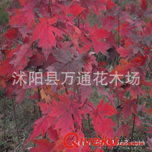 直銷美國紅楓小苗 美國改良紅楓 北美紅楓 現貨充足 園林綠化苗木原始圖片3