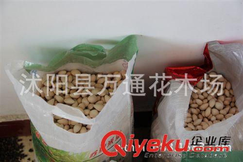 天天限量購 直銷銀杏白果 銀杏種子 顆粒飽滿 當年新采原始圖片3