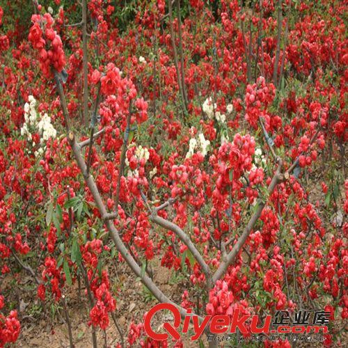 盆栽植物 紅豆杉盆景 健康fa苗木 紅豆杉花卉盆栽 別墅美化