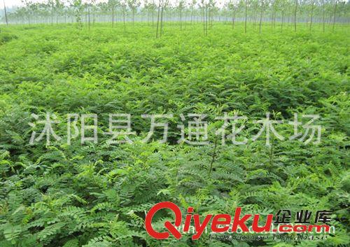 直銷(xiāo)紫穗槐小苗 護(hù)坡綠化苗 園林工程苗 苗壯易成活 量大從優(yōu)原始圖片2