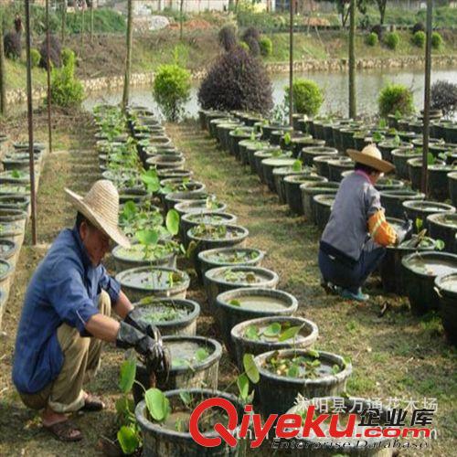 千屈菜 批發(fā) 水生植物 優(yōu)質千屈菜 水體凈化 優(yōu)質苗 現(xiàn)貨