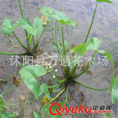 直銷水生茨菇 水生植物 水體綠化 技術指導 可食用