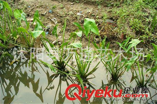 直銷水生茨菇 水生植物 水體綠化 技術指導 可食用