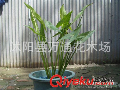 直銷水生茨菇 水生植物 水體綠化 技術(shù)指導(dǎo) 可食用