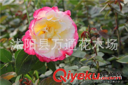 月季苗 直銷 正宗 紅雙喜月季 大花月季苗 攀援植物 現代 月季苗原始圖片2