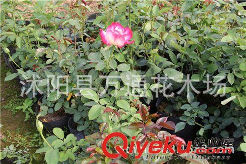 月季苗 直銷 正宗 紅雙喜月季 大花月季苗 攀援植物 現代 月季苗原始圖片3
