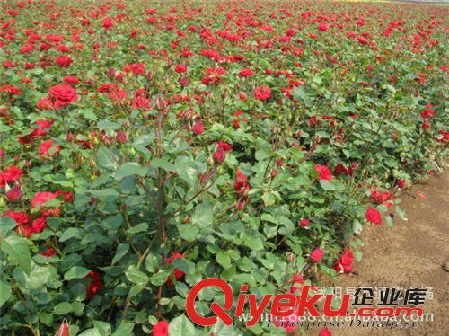 直銷月季苗 光譜月季花苗 藤本月季 光譜月季樹苗 別墅專用苗原始圖片2