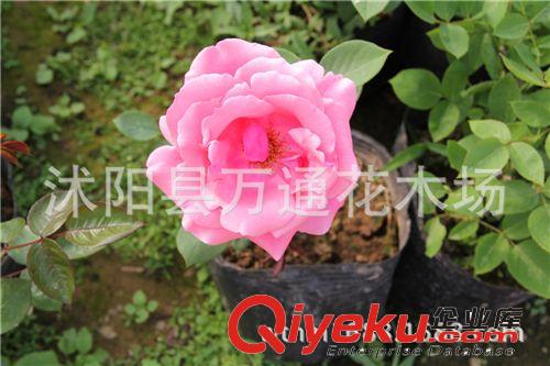 廠家直銷 6針 黑色遮陽網(wǎng) 防曬網(wǎng) pe網(wǎng) 遮陽率是95% 塑料網(wǎng) 農(nóng)用