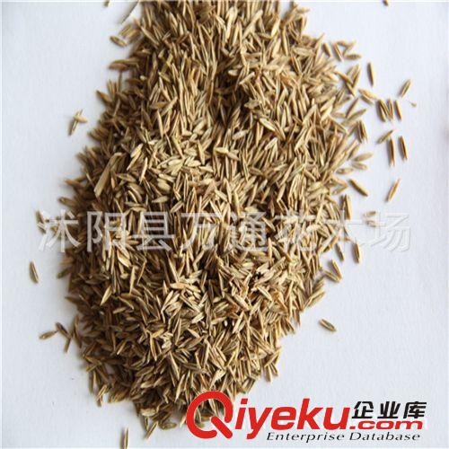 批發(fā)狗牙根草坪種子（包衣）不長高  耐踐踏草坪 草皮種子 易管理