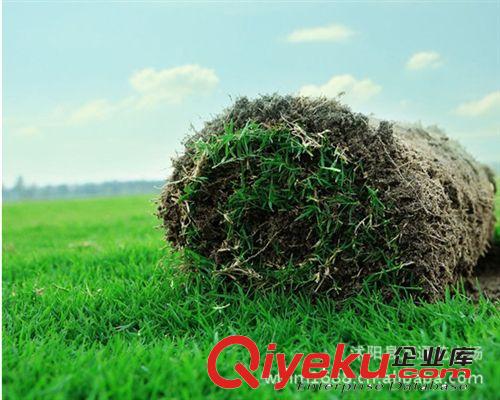 批發(fā)狗牙根草坪種子（包衣）不長高  耐踐踏草坪 草皮種子 易管理原始圖片3