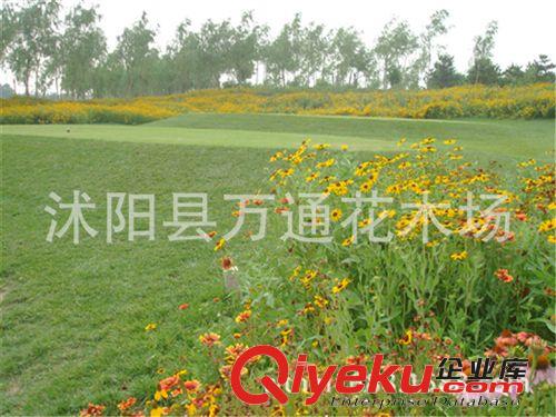 批發野花組合種子 野花種子直銷 道路庭院景觀組合 易管理原始圖片2