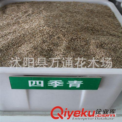 多年生黑麥草批發(fā) 草坪種子 草皮種子 牧草種子 發(fā)芽率高 廣場