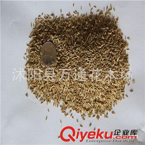 批發(fā)黑麥草草坪種子 草皮種 草坪草籽 發(fā)芽率高 綠色期長 綠化