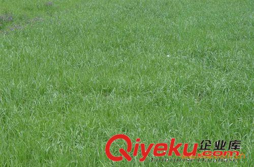 多年生黑麥草批發(fā) 草坪種子 草皮種子 牧草種子 發(fā)芽率高 廣場原始圖片2