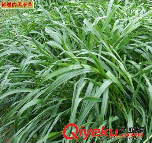 多年生黑麥草批發(fā) 草坪種子 草皮種子 牧草種子 發(fā)芽率高 廣場原始圖片3