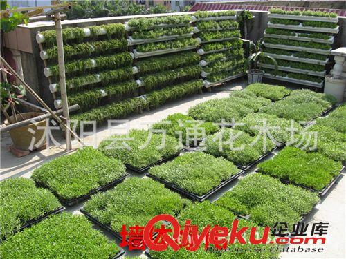批發(fā)黑麥草草坪種子 草皮種 草坪草籽 發(fā)芽率高 綠色期長 綠化原始圖片2