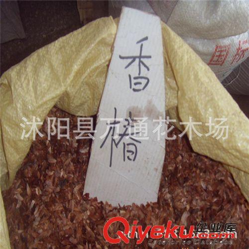批發碗蓮種子 蓮花種子 當年新采  荷花種子 水生植物 蓮花種子