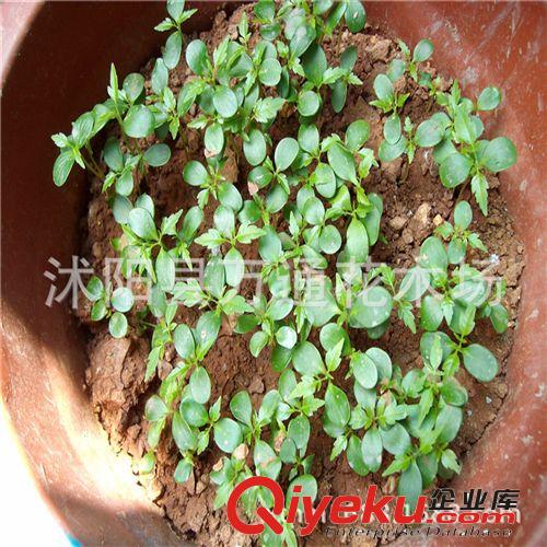 香椿種子批發 保證出芽率 廠家包裝種子 紅油香椿種子 新種