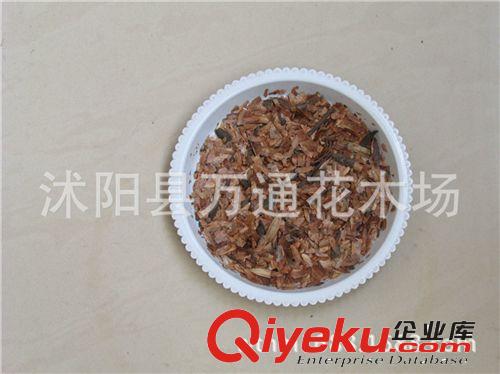 香椿種子批發 保證出芽率 廠家包裝種子 紅油香椿種子 新種