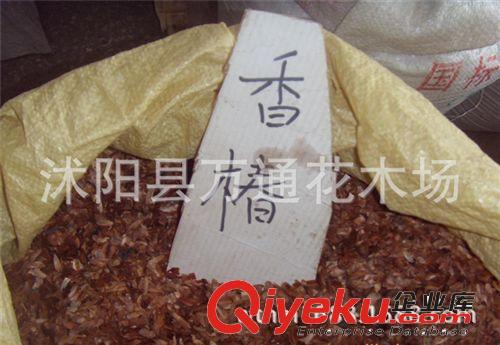 香椿種子批發 保證出芽率 廠家包裝種子 紅油香椿種子 新種