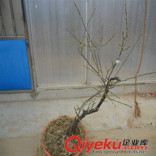 供應綠化別墅苗木 庭院綠化苗 盆景 造型苗 梅花各類品種齊全