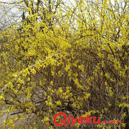 供應綠化別墅苗木 庭院綠化苗 盆景 造型苗 梅花各類品種齊全