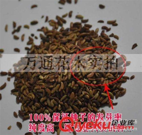 zg當年新采灑金柏種子 抗毒 廠區綠化 花卉種子 松柏種子