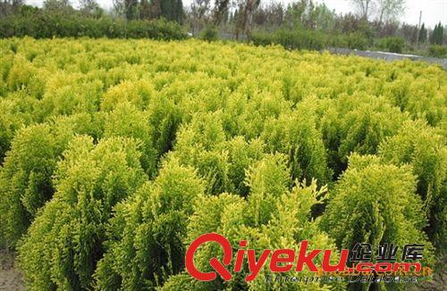 zg當年新采灑金柏種子 抗毒 廠區綠化 花卉種子 松柏種子