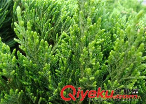 zg當年新采灑金柏種子 抗毒 廠區綠化 花卉種子 松柏種子