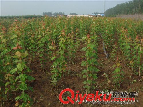 日本紅楓種子直銷 發(fā)芽率92%以上 當(dāng)年新采 花卉種子 質(zhì)量保證原始圖片2