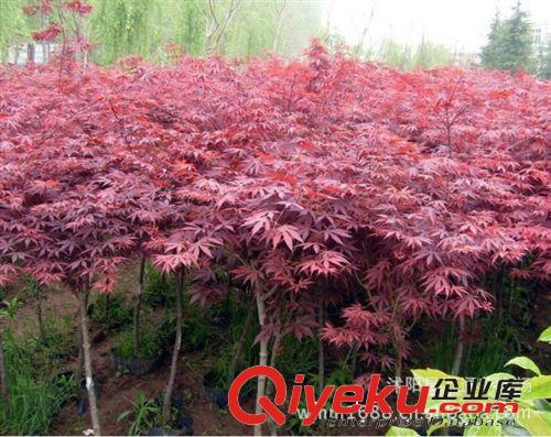 日本紅楓種子直銷 發(fā)芽率92%以上 當(dāng)年新采 花卉種子 質(zhì)量保證原始圖片3