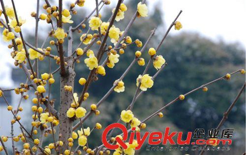 供應(yīng)綠化別墅苗木 庭院綠化苗 盆景 造型苗 梅花各類(lèi)品種齊全原始圖片2