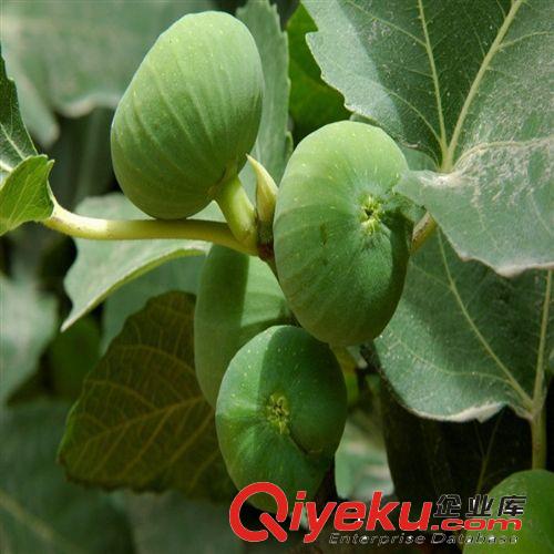 金傲芬无花果直销 果树苗 无花果树苗 无花果小苗 当年结果