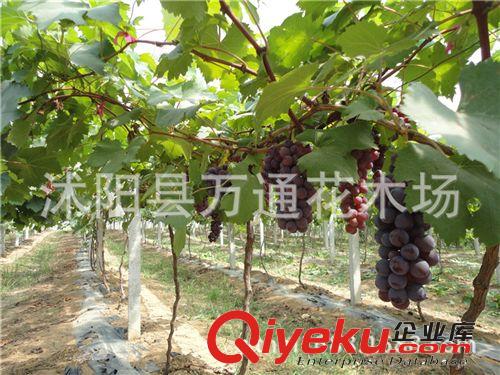 夏黑葡萄苗 直銷 夏黑苗批發 果園苗 無核 葡萄苗 品質保證 樹苗