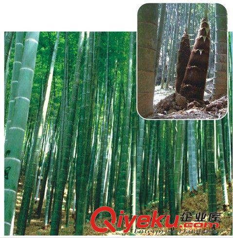 批發(fā)毛竹苗 竹類植物 大毛竹苗 綠化竹苗 優(yōu)質(zhì)竹苗原始圖片2